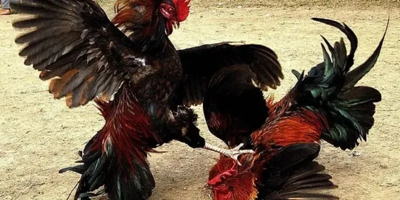 Đá gà VB9 điểm đến hàng đầu cho hội viên đam mê cá cược đỉnh cao