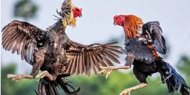Trải nghiệm minh bạch và công bằng đã tạo nên sự khác biệt cho nhà cái